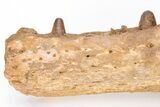 Cretaceous Crocodile Jaw with Composite Teeth - Morocco #61487-2